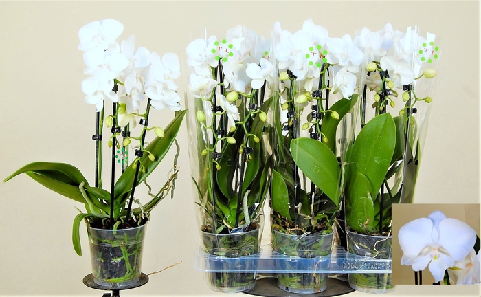<h4>PHAL EL CASCADE</h4>