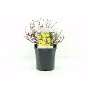 Potentilla frut. Kobold