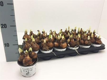 <h4>Narc D Bridal Crown</h4>