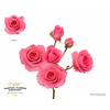 Rosa Spray Femke