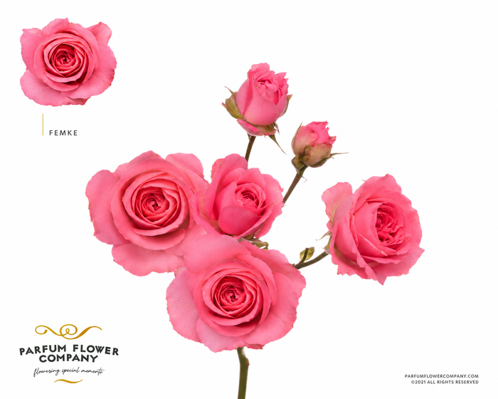 Rosa Spray Femke