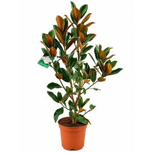 Magnolia Grandiflora 