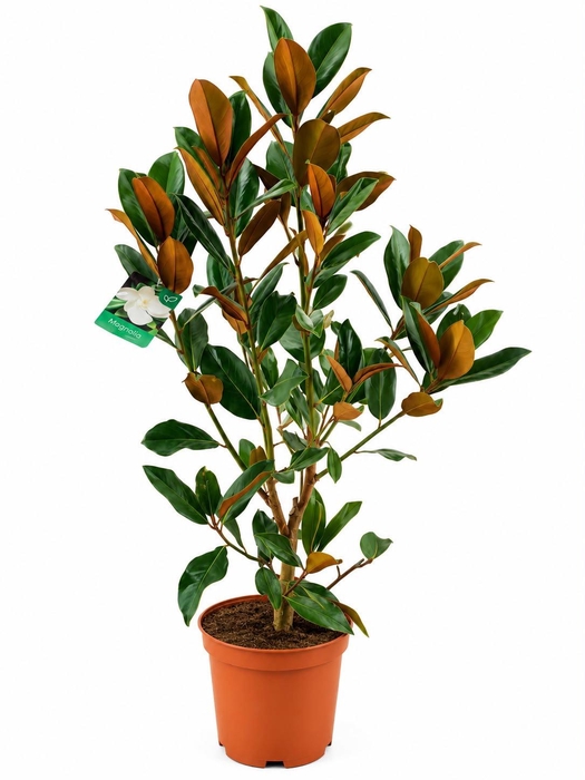 <h4>Magnolia Grandiflora "little gem"</h4>
