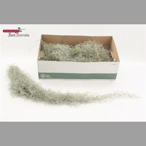 Till Usneoides
