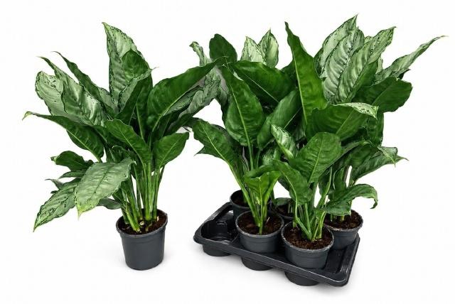 <h4>AG GR B.J. FREEDMAN</h4>