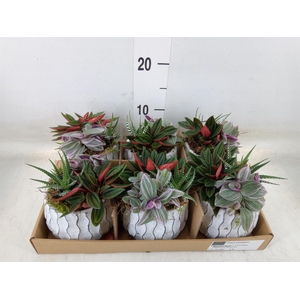 Arr.   Kamerplant Groen L%