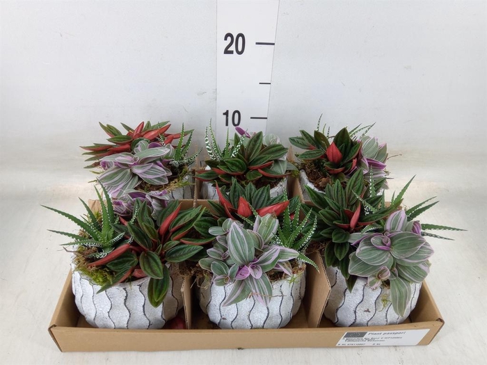 <h4>Arr.   Kamerplant Groen L%</h4>