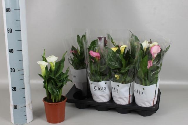 <h4>ZANT GEM 4 KL</h4>