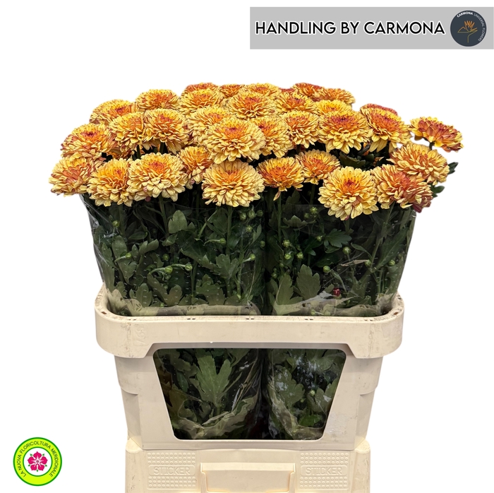 <h4>CHR G ABBEY YELLOW</h4>