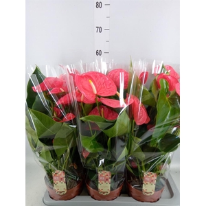 Anthurium andr. 'California'