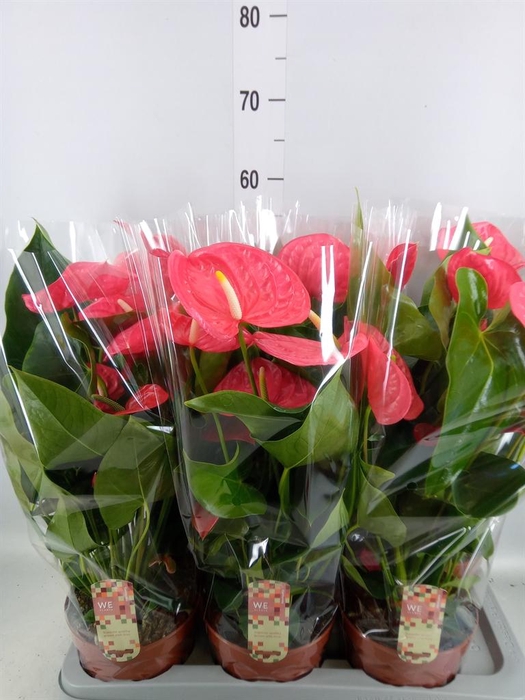 <h4>Anthurium andr. 'California'</h4>