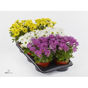 Chrysanne® Margarita SCENZA