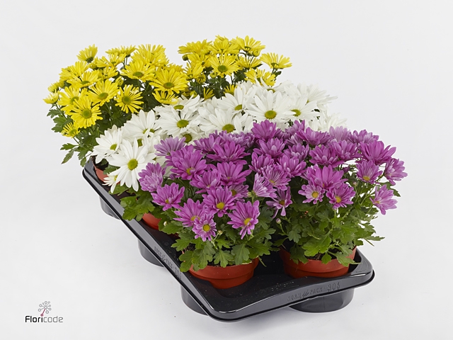 <h4>Chrysanne® Margarita SCENZA</h4>