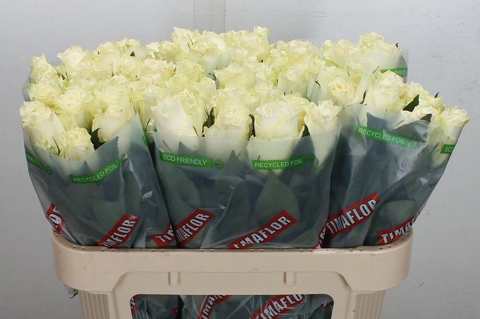 <h4>R Gr Albatros</h4>