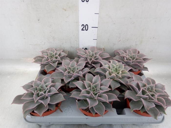 <h4>Echeveria   ...</h4>
