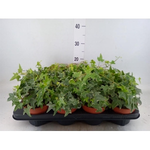 Hedera helix 'Mona Lisa'