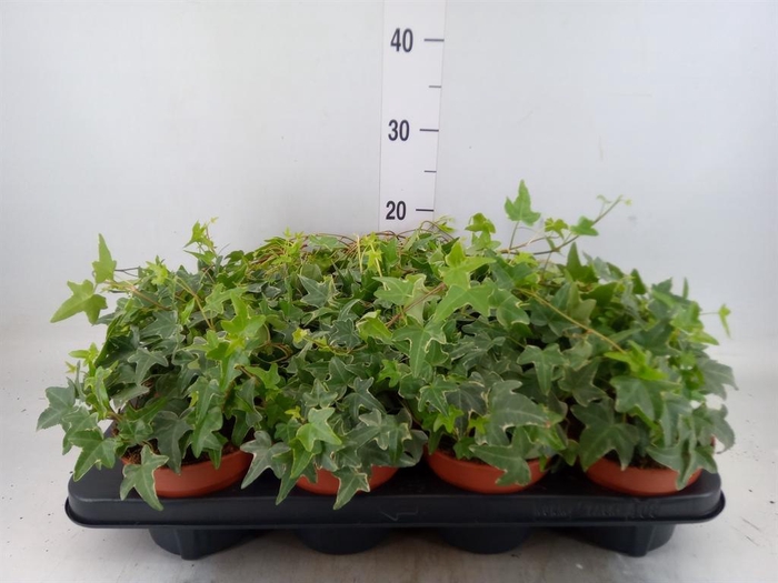 <h4>Hedera helix 'Mona Lisa'</h4>