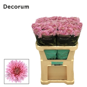 Chr G Kalimba (Doornlaan)