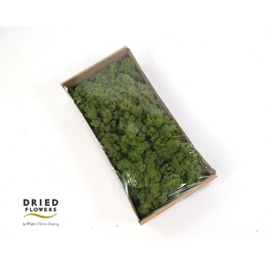 Dried reindeer moss green