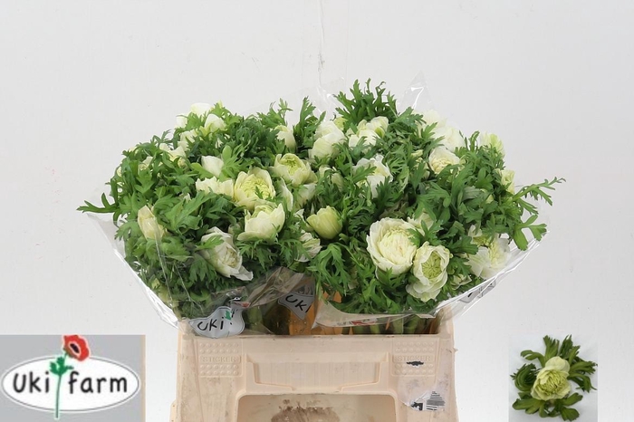 <h4>Anem Levante Bianco</h4>