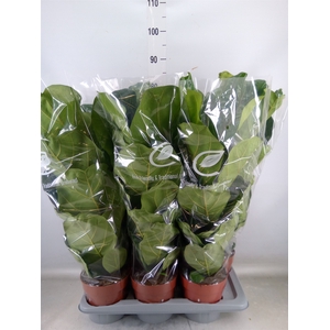 Ficus lyrata