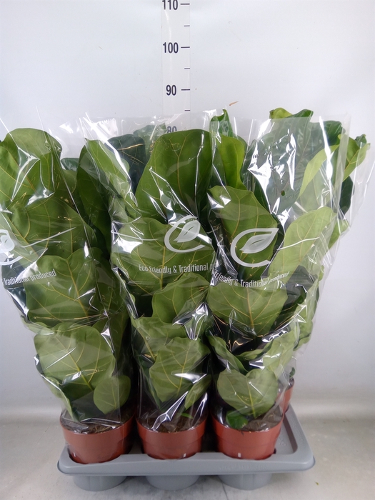 <h4>Ficus lyrata</h4>