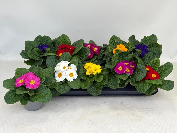 <h4>PRIM AC PARADISO GEM</h4>