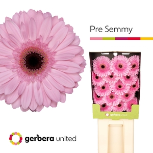 Gerbera Pre-Semmy Diamond