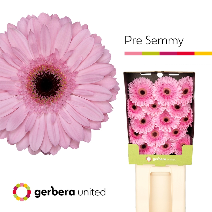 <h4>Gerbera Pre-Semmy Diamond</h4>