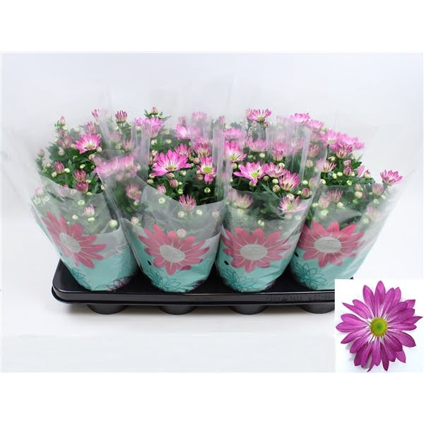 <h4>Chrysant Rainbow Rosy Stadium 2</h4>