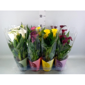 Zantedeschia   ...mix