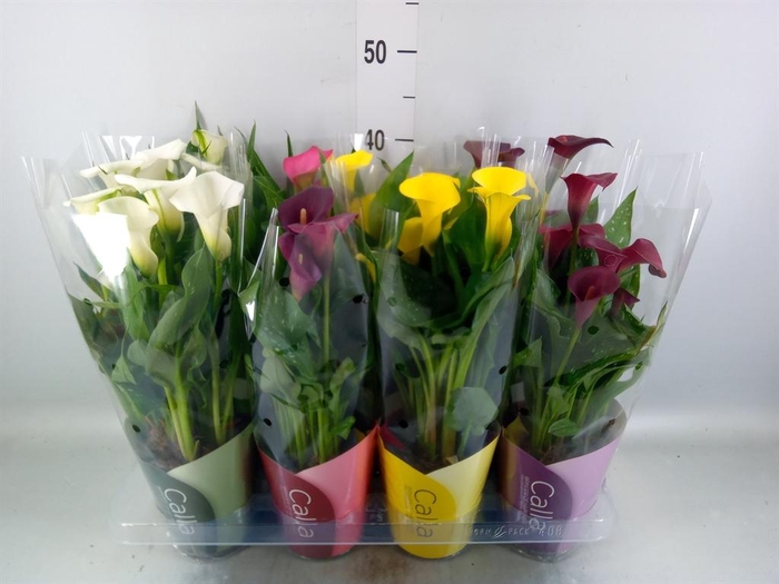 <h4>Zantedeschia   ...mix</h4>