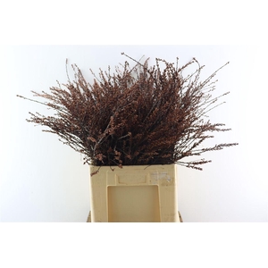 Myrica Gale (gagel) P Stem