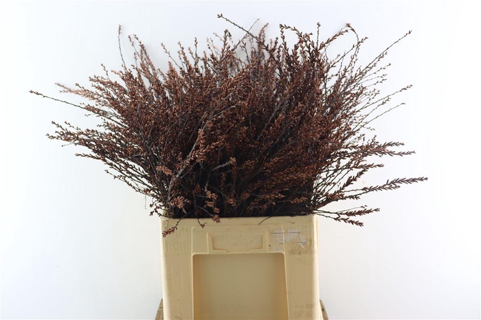 <h4>Myrica Gale (gagel) P Stem</h4>