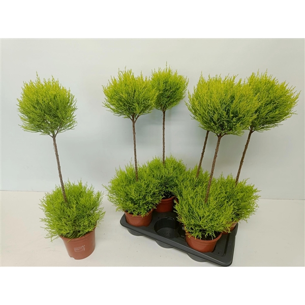 <h4>Cupressus 'Goldcrest Wilma' duoboule</h4>