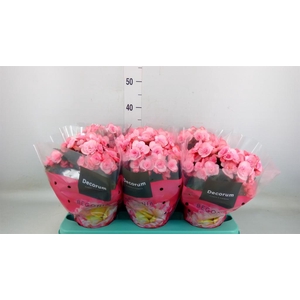 Begonia elat. DU 'Move2Joy Pink'