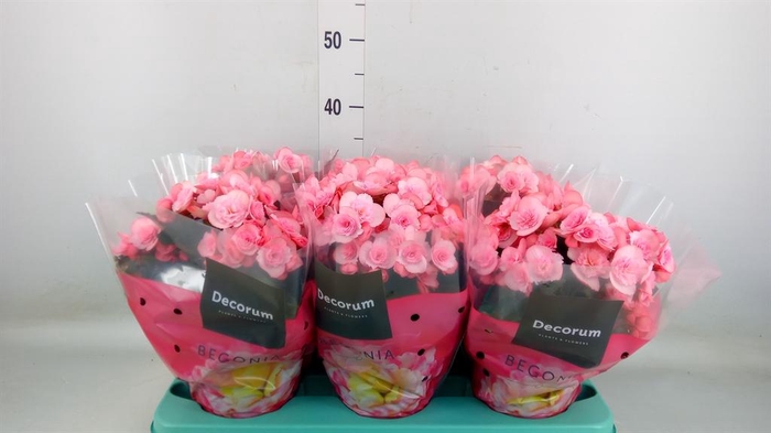 <h4>Begonia elat. DU 'Move2Joy Pink'</h4>