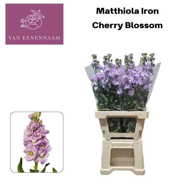 <h4>MATTH IRON MARINE</h4>