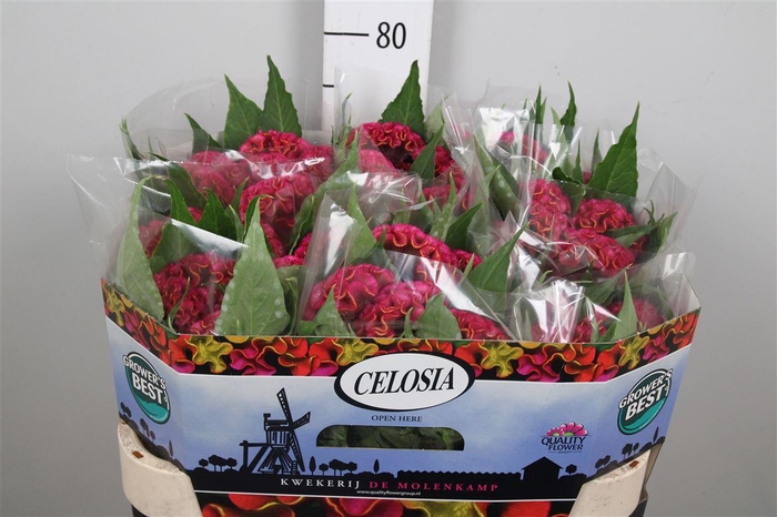 <h4>Cel C Act Rima</h4>