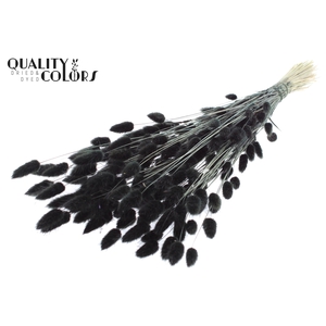 Lagurus Premium per bunch Black