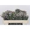 Kaaps Groen Silver Brunia