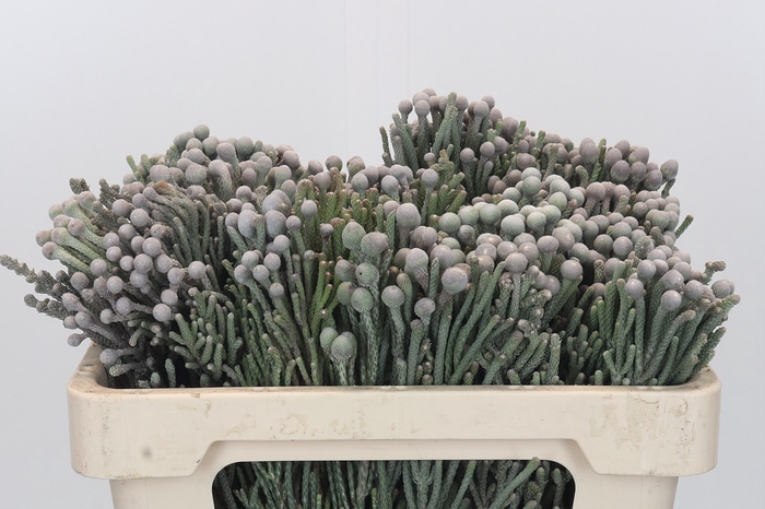 <h4>Kaaps Groen Silver Brunia</h4>