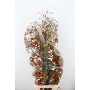 ROSA CORALLO ORANGE 150CM XL