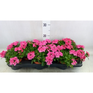 Verbena  'Magelana Magic Rose'