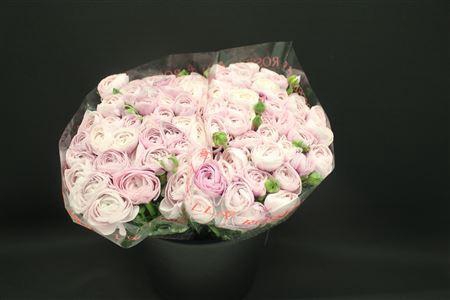 <h4>Cloni X Nebbia X100</h4>