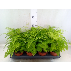Adiantum raddi. 'Fragrans'