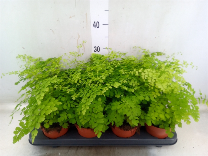 <h4>Adiantum raddi. 'Fragrans'</h4>