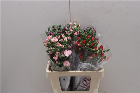 <h4>Di Solomio Mix</h4>