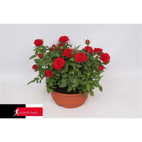 <h4>Rosa Kordana Apachi Schaal (Rood)</h4>