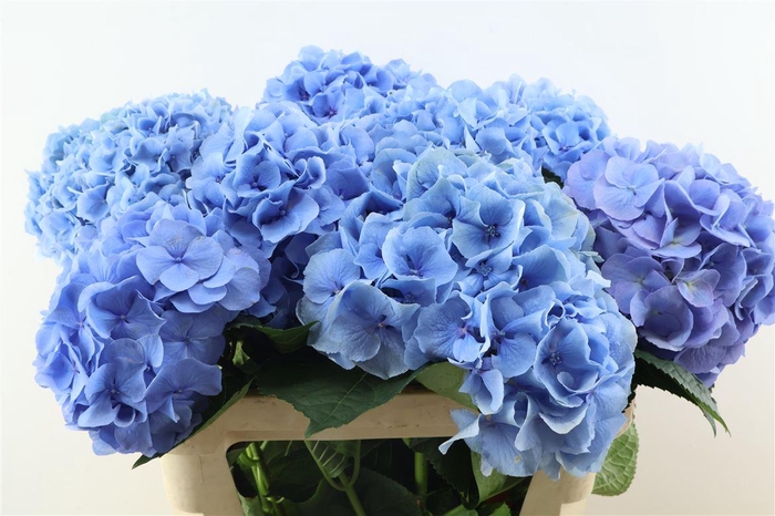 <h4>Hydr M Challenge Blue 80-23</h4>